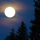 Mondaufgang über dem  nächtlichen Fichtenwald