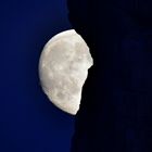 Mondaufgang zur blauen Stunde