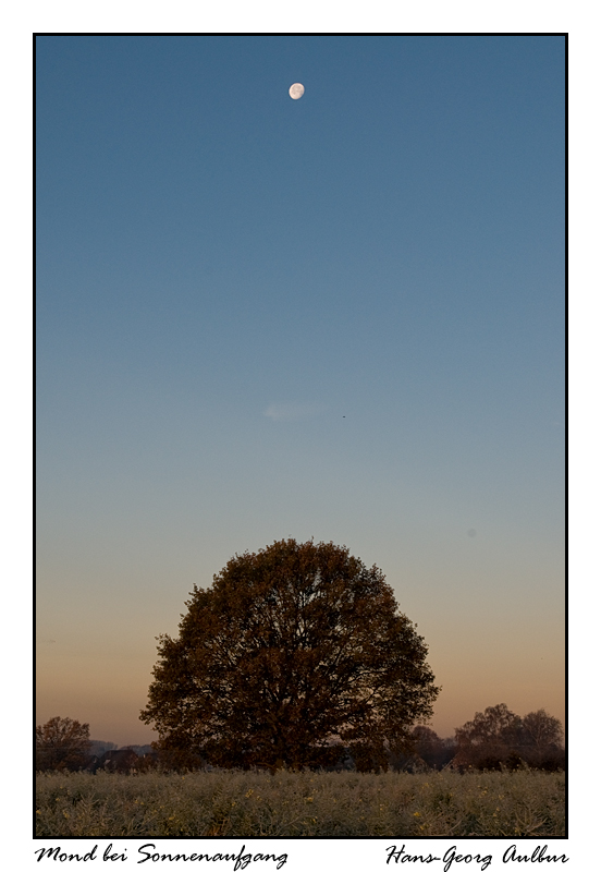 Mondbaum bei Sonnenaufgang