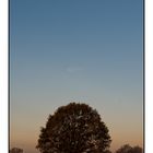 Mondbaum bei Sonnenaufgang
