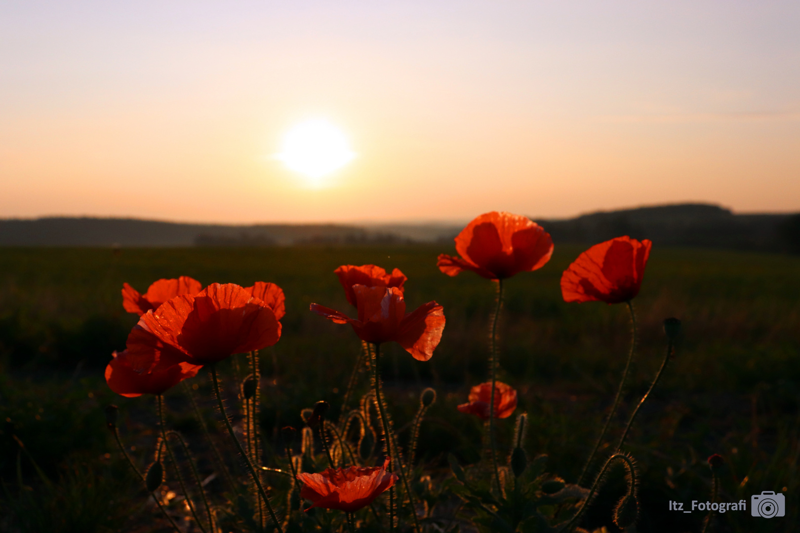 Mondblumen beim Sonnenaufgang 