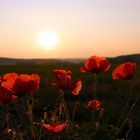 Mondblumen beim Sonnenaufgang 