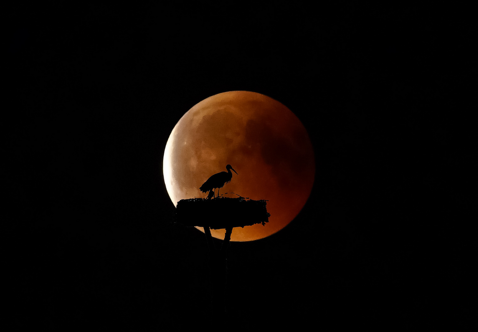 Mondfinsternis mit Storch