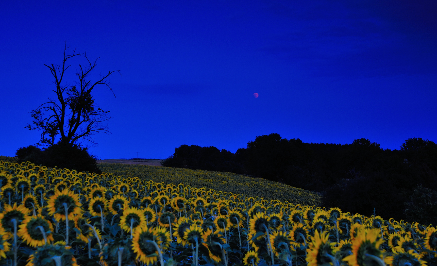 Mondfinsternis: Public Viewing