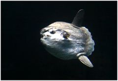 Mondfisch
