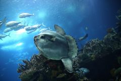 MONDFISCH AQUARIUM LISSABON