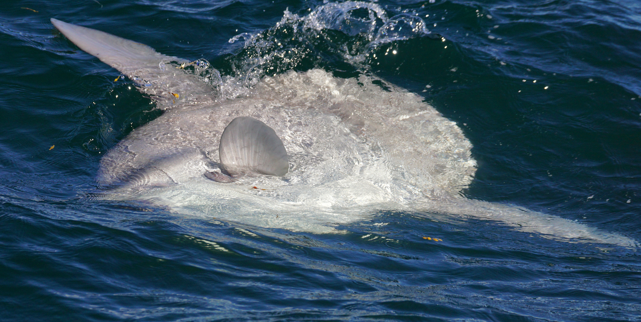 Mondfisch (Sunfish)