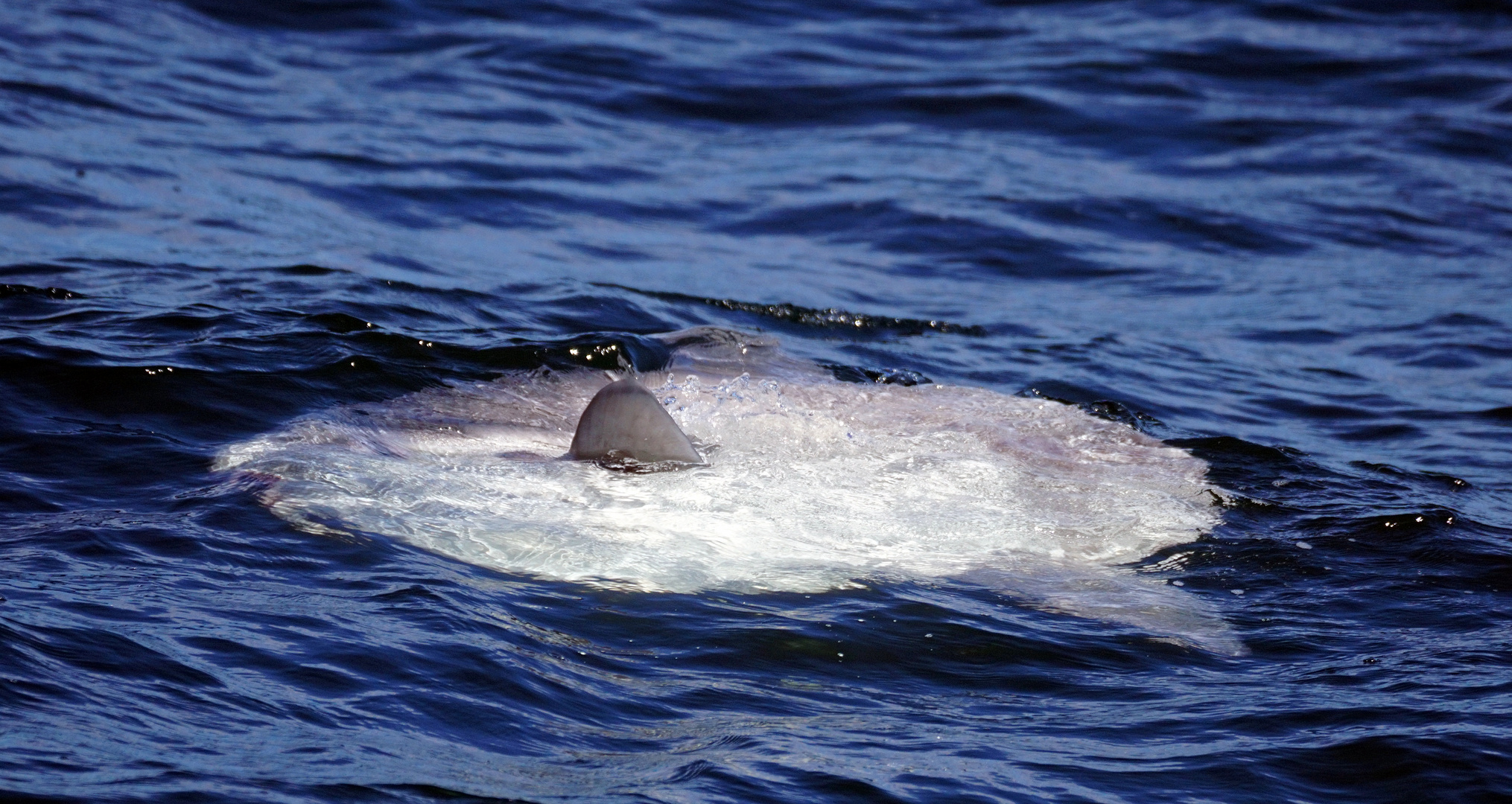 Mondfisch (Sunfish)