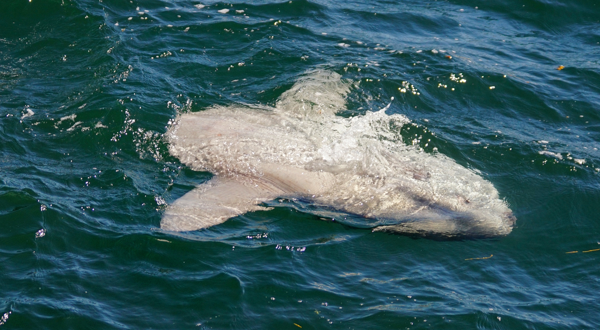 Mondfisch (Sunfish)