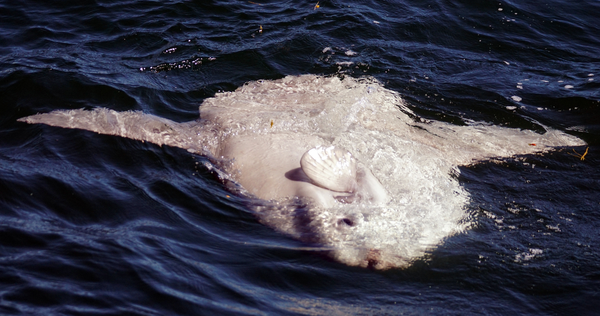 Mondfisch (Sunfish)