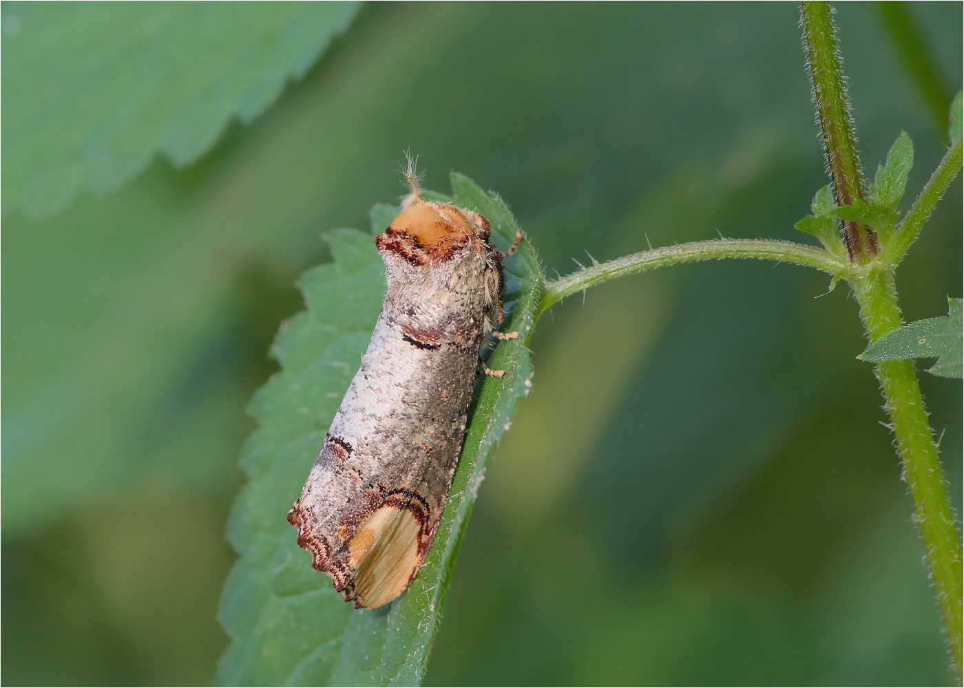 Mondfleck (auch Mondvogel) [Phalera bucephala] 