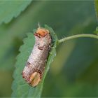 Mondfleck (auch Mondvogel) [Phalera bucephala] 