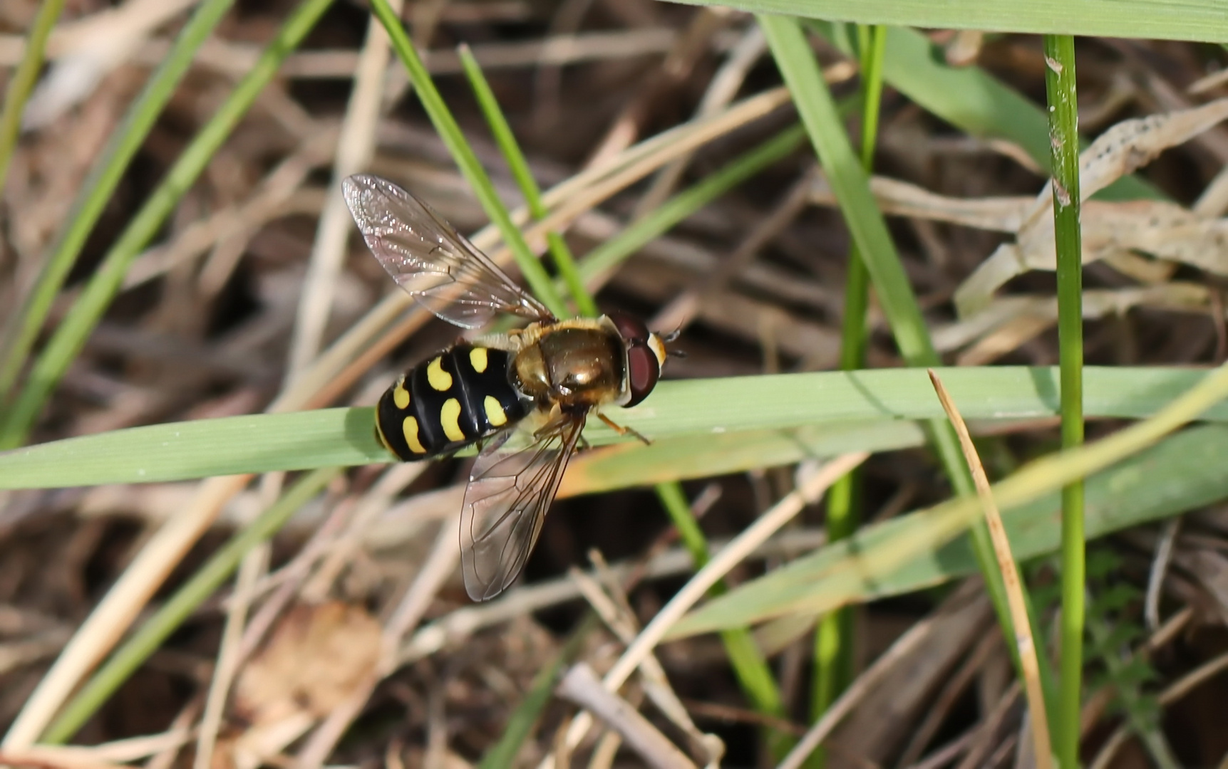 Mondfleck-Feldschwebfliege