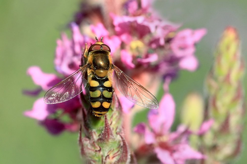 Mondfleck-Feldschwebfliege?