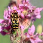 Mondfleck-Feldschwebfliege?