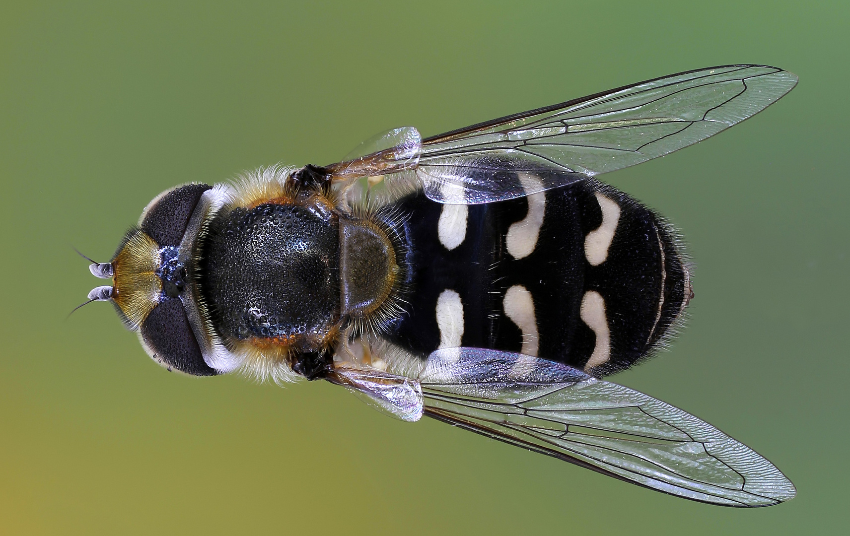 Mondfleck-Feldschwebfliege ( Eupeodes luniger)