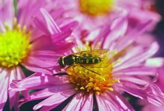 Mondfleck-Feldschwebfliege (Eupeodes luniger)