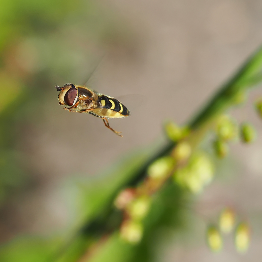 Mondfleck-Feldschwebfliege (Eupeodes luniger)