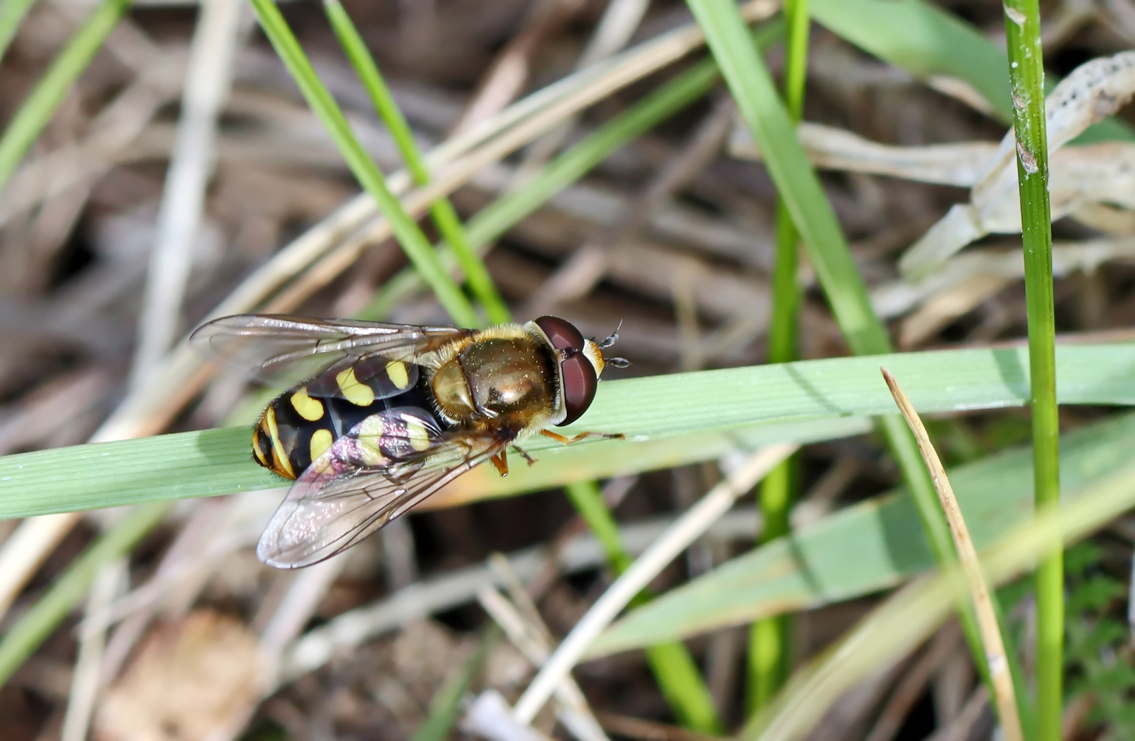 Mondfleck-Feldschwebfliege,Eupeodes luniger