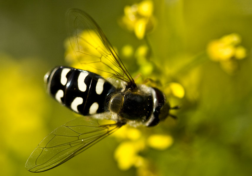 Mondfleck Schwebfliege