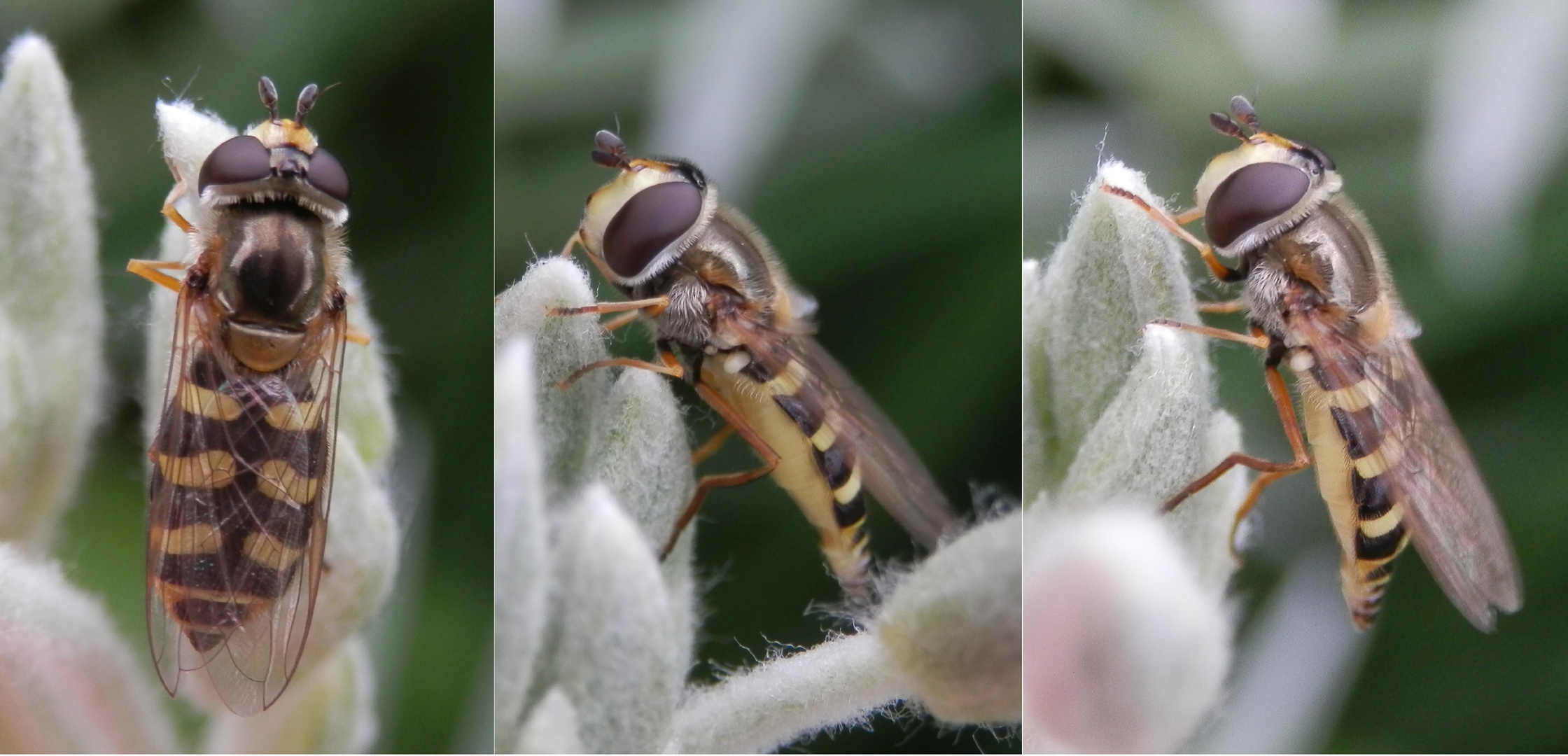 Mondfleck-Waldschwebfliege (Dasysyrphus pinastri)