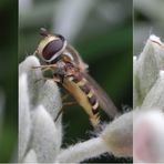 Mondfleck-Waldschwebfliege (Dasysyrphus pinastri)