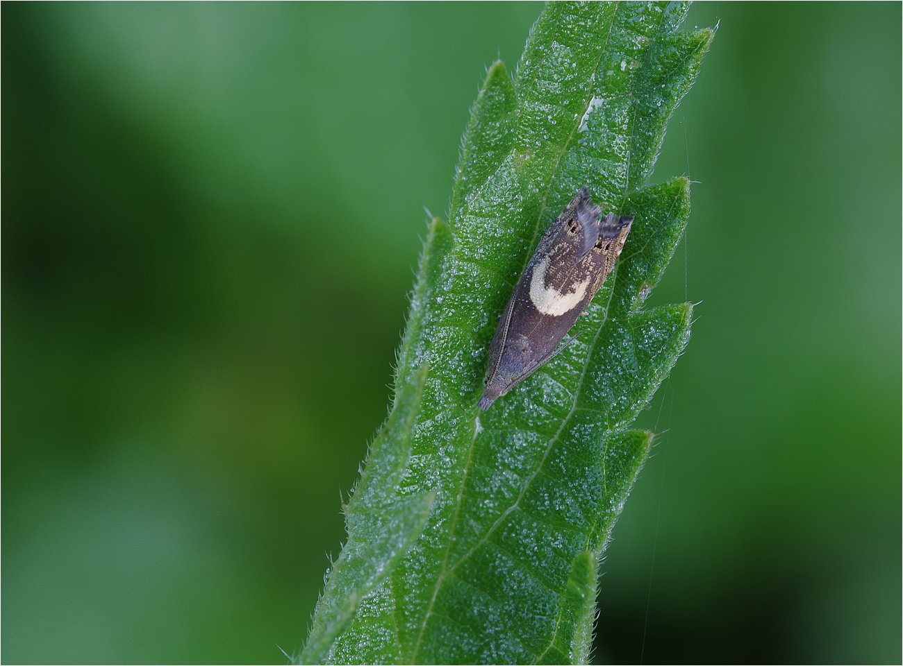 Mondfleckiger Schafgarbenwickler (Dichrorampha petiverella)