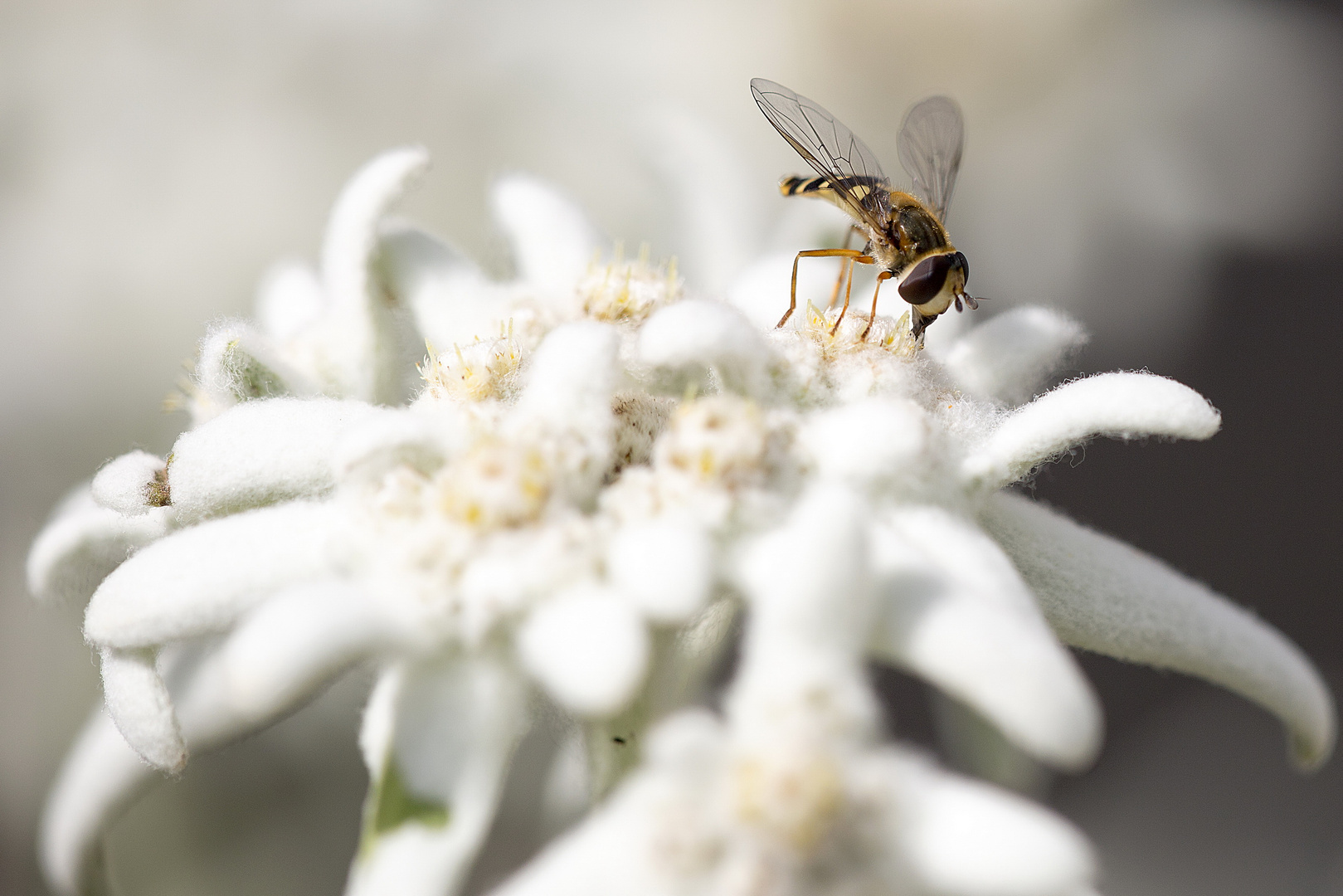 Mondfleckschwebfliege auf Edelweiß