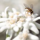 Mondfleckschwebfliege auf Edelweiß