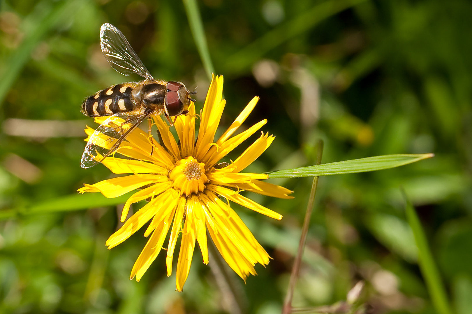 Mondfleckschwebfliege