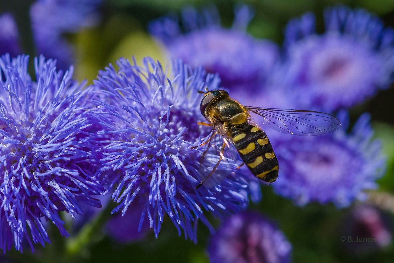 Mondfleckschwebfliege