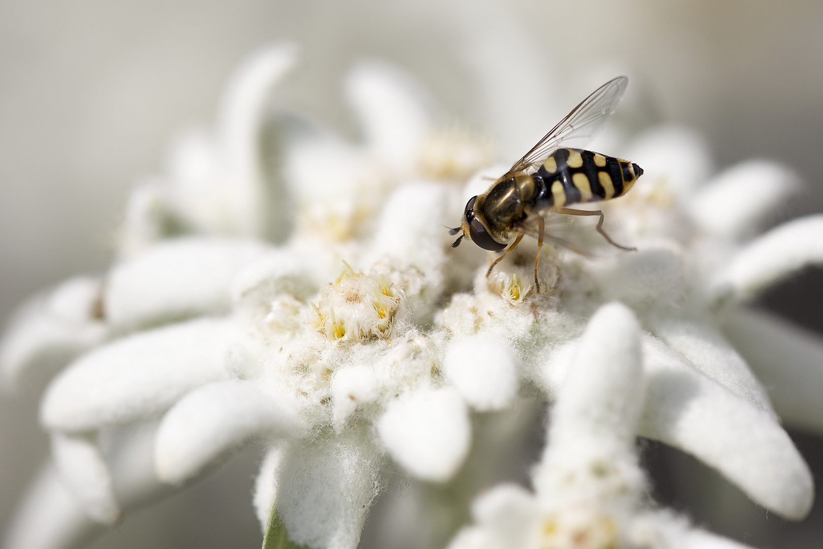 Mondfleckschwebfliege zu Besuch auf einer Edelweißpflanze