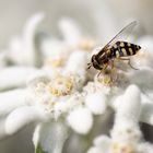 Mondfleckschwebfliege zu Besuch auf einer Edelweißpflanze