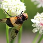 Mondfliege (Volucella pellucens)