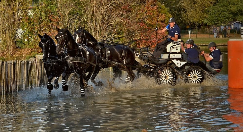 mondial d'attelage à pau