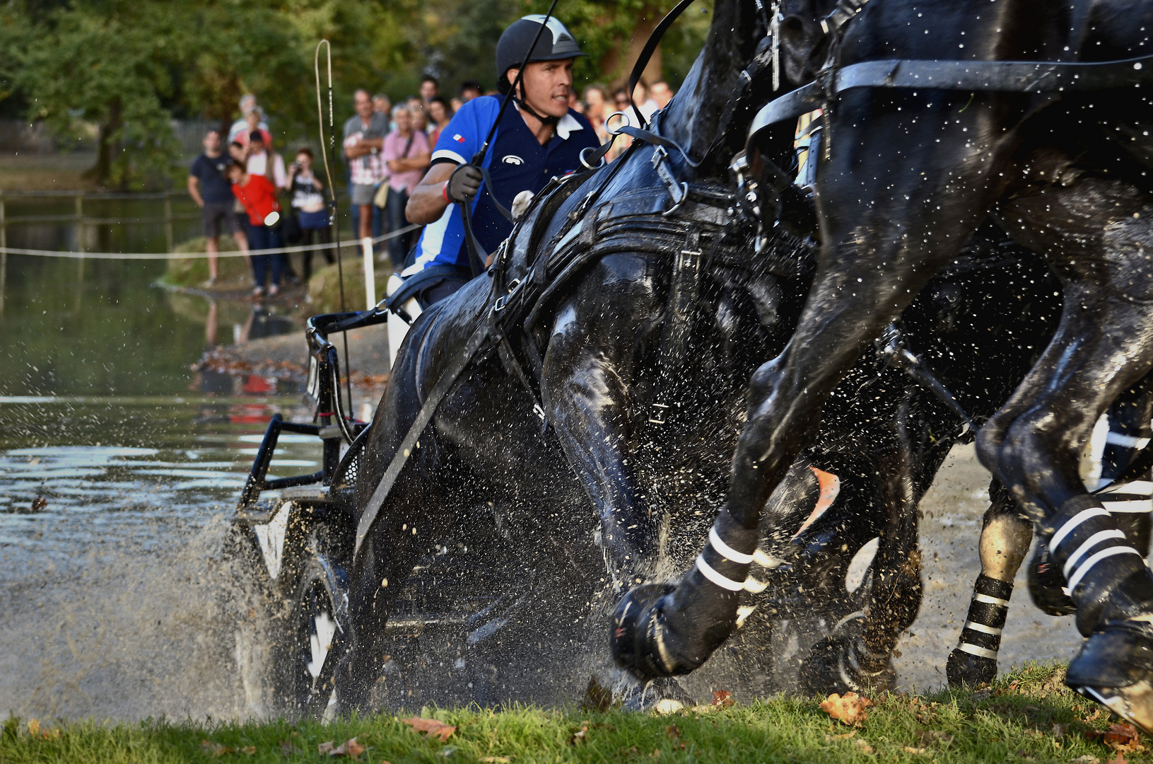 mondial d'attelage pau 4