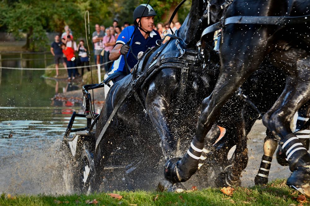 mondial d'attelage pau 4