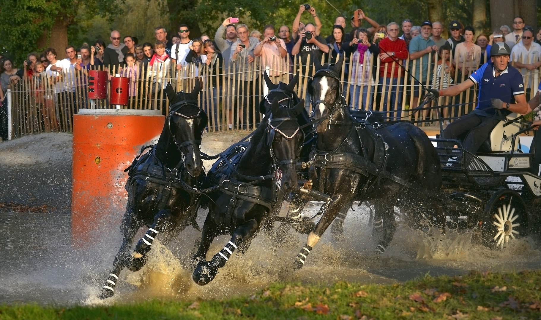 mondial d'attelage pau 5