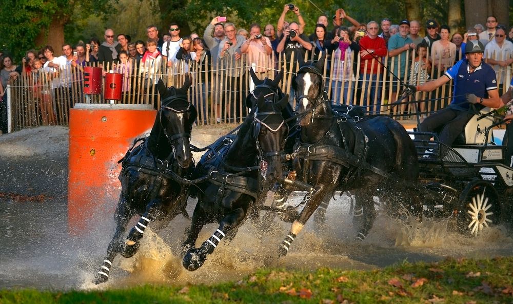 mondial d'attelage pau 5