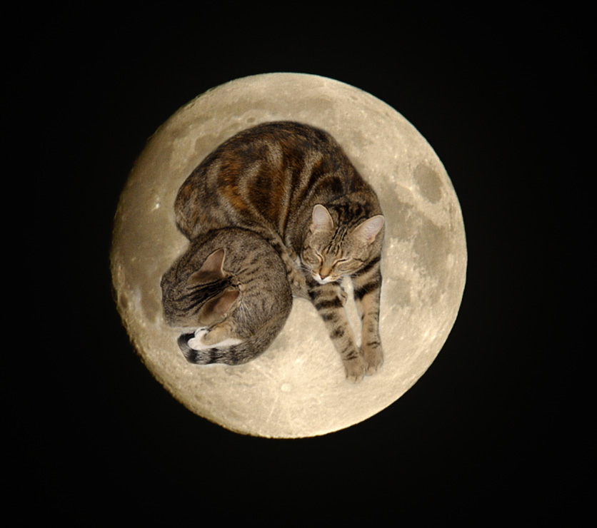 Mondkatzen