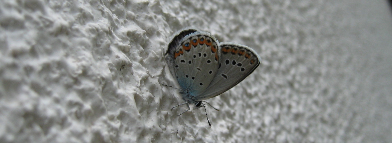 Mondlandschaft ?....mit Schmetterling