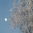 Mondlicht in vereisten Zweigen