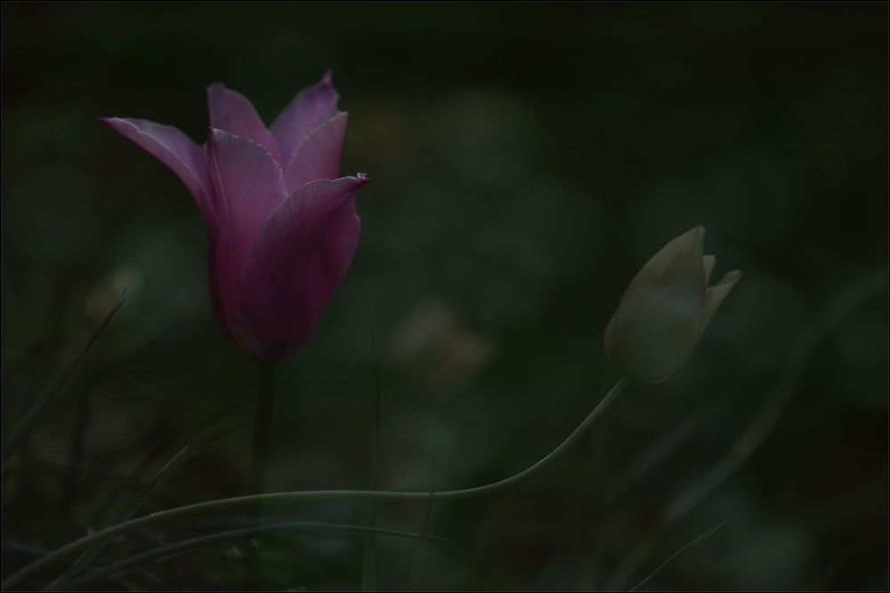 Mondlicht : magenta Tulpe