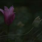 Mondlicht : magenta Tulpe