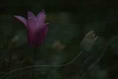 Mondlicht : magenta Tulpe