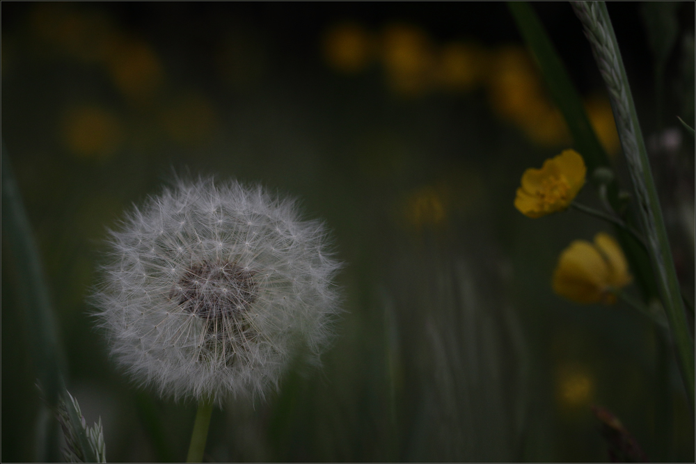 Mondlicht : Pusteblume