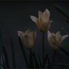 Mondlicht : Tulpen