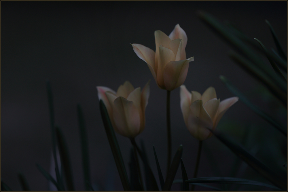 Mondlicht : Tulpen
