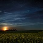 Mondlicht über dem Rapsfeld