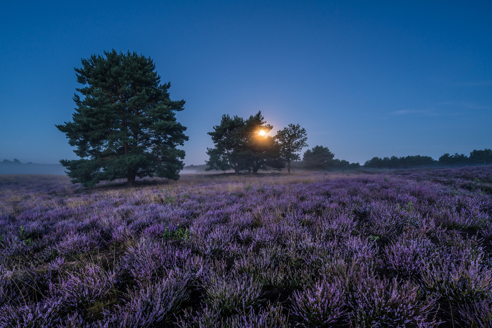 Mondlicht über der Heide